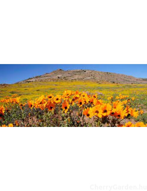 Aqualis London Namaqualand Parfum 50ml